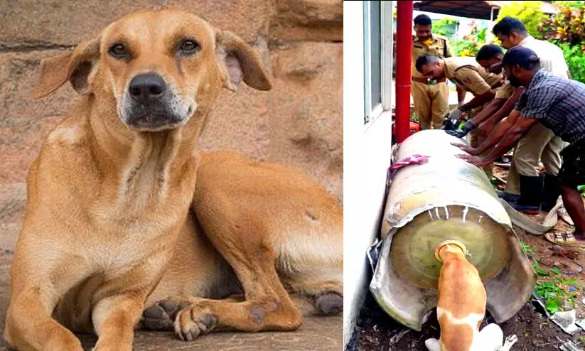 തെരുവ് നായുടെ തല ഡ്രമ്മിനുള്ളിൽ കുടുങ്ങി; ഫയർഫോഴ്സ് രക്ഷകരായി തെരുവ് നായുടെ തല ഡ്രമ്മിനുള്ളിൽ കുടുങ്ങി; ഫയർഫോഴ്സ് രക്ഷകരായി