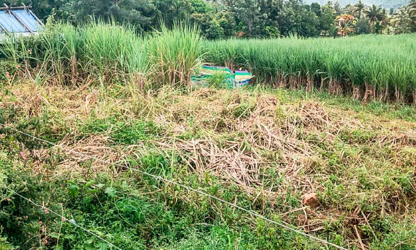 വീട്ടുമുറ്റങ്ങളിൽ കാട്ടാന; പുറത്തിറങ്ങാൻ കഴിയാതെ ഇന്ദിരാനഗർ നിവാസികൾ വീട്ടുമുറ്റങ്ങളിൽ കാട്ടാന; പുറത്തിറങ്ങാൻ കഴിയാതെ ഇന്ദിരാനഗർ നിവാസികൾ