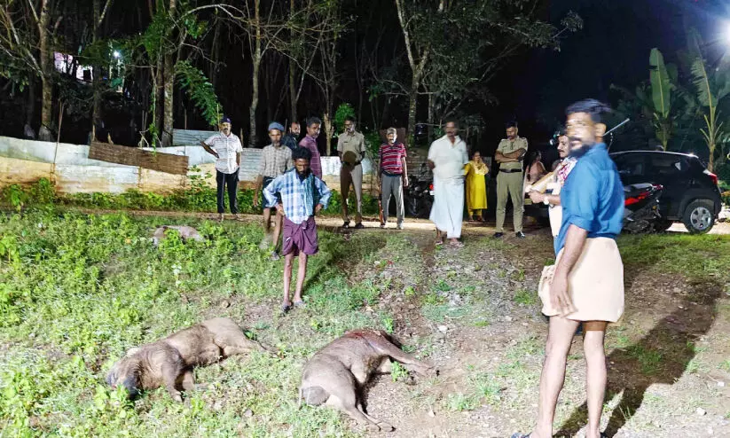 അച്ചൻകോവിലിൽ കൂടുതൽ പന്നികളെ വെടിവെച്ചുകൊന്നു അച്ചൻകോവിലിൽ കൂടുതൽ പന്നികളെ വെടിവെച്ചുകൊന്നു