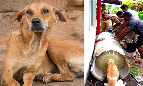 തെരുവ് നായുടെ തല ഡ്രമ്മിനുള്ളിൽ കുടുങ്ങി; ഫയർഫോഴ്സ് രക്ഷകരായി തെരുവ് നായുടെ തല ഡ്രമ്മിനുള്ളിൽ കുടുങ്ങി; ഫയർഫോഴ്സ് രക്ഷകരായി