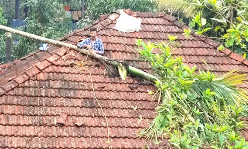 Rain,Extensive damage,Palm trees,Traffic disruption,Storm impact,മഴ, തെങ്ങ്, ഗതാഗതതടസ്സം