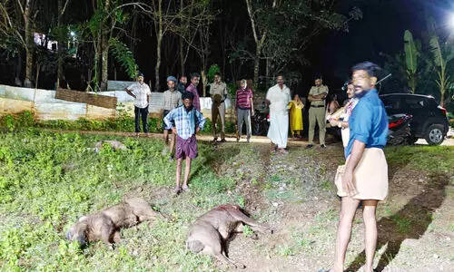 അച്ചൻകോവിലിൽ കൂടുതൽ പന്നികളെ വെടിവെച്ചുകൊന്നു