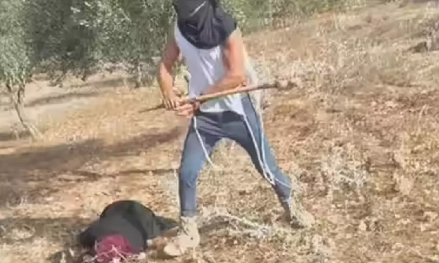 ‘ഒടുങ്ങാത്ത അധിനിവേശക്കൊതിയുമായി ഒലീവ് തോട്ടങ്ങളിലും അവരെത്തി’; ഒലീവ് ശേഖരിക്കാനെത്തിയ വയോധികയെ മർദിച്ച് ബോധരഹിതയാക്കി ഇസ്രായേൽ കുടിയേറ്റക്കാർ