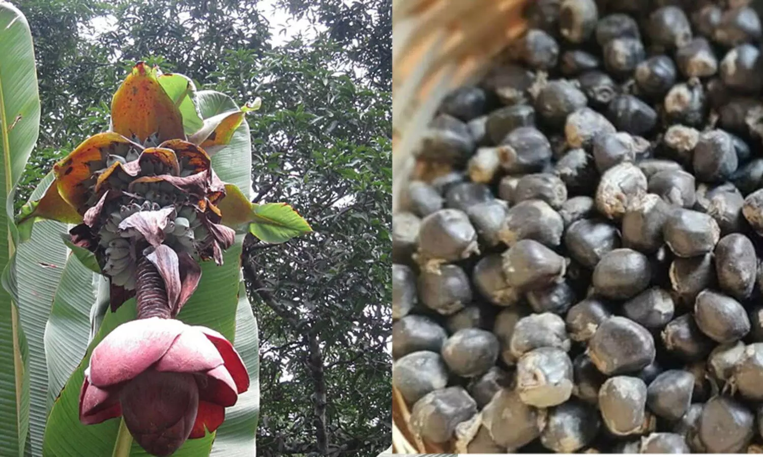 കല്ലുവാഴയുടെ ഔഷധഗുണങ്ങൾ അറിയാം