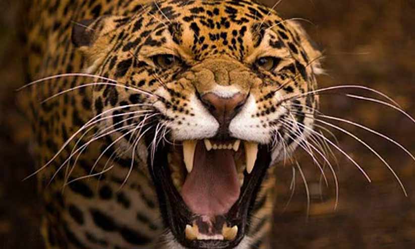 സ്കൂൾ പരിസരത്ത് പുലി സാന്നിധ്യമെന്ന് അധ്യാപകർ; അട്ടപ്പാടിയിൽ സ്കൂളിന് നാളെ അവധി