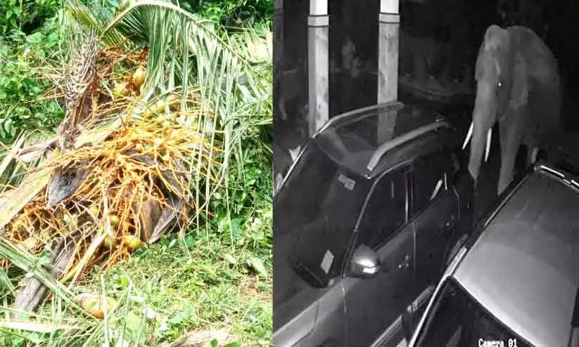 പേരട്ടയിൽ വീട്ടുമുറ്റത്ത് വീണ്ടും കാട്ടാന പേരട്ടയിൽ വീട്ടുമുറ്റത്ത് വീണ്ടും കാട്ടാന