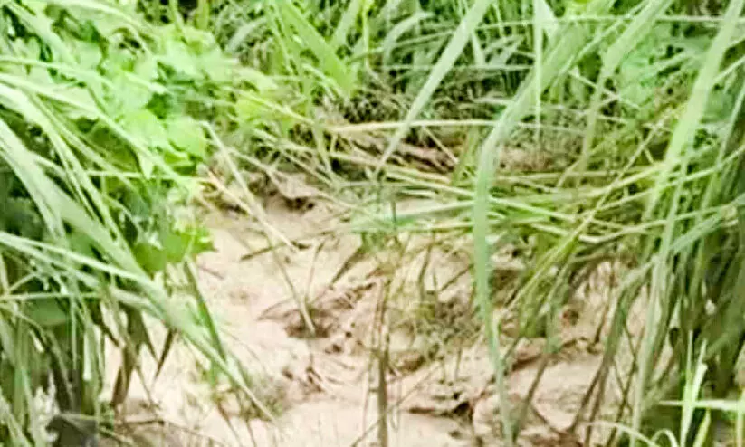 ബ​സ് സ്റ്റാ​ൻ​ഡ് പ​രി​സ​ര​ത്തെ വ​യ​ലി​ൽ ക​ക്കൂ​സ് മാ​ലി​ന്യം തള്ളി; ര​ണ്ടു വാ​ഹ​ന​ങ്ങ​ൾ പൊ​ലീ​സ് ക​സ്റ്റ​ഡി​യി​ൽ എ​ടു​ത്തു