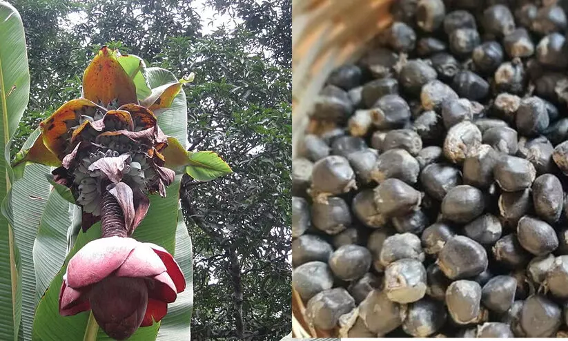 കല്ലുവാഴയുടെ ഔഷധഗുണങ്ങൾ അറിയാം കല്ലുവാഴയുടെ ഔഷധഗുണങ്ങൾ അറിയാം