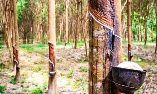 കനത്ത മഴ; റബർ കർഷകർ കടുത്ത പ്രതിസന്ധിയിൽ