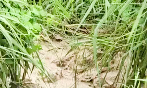 ബ​സ് സ്റ്റാ​ൻ​ഡ് പ​രി​സ​ര​ത്തെ വ​യ​ലി​ൽ ക​ക്കൂ​സ് മാ​ലി​ന്യം തള്ളി; ര​ണ്ടു വാ​ഹ​ന​ങ്ങ​ൾ പൊ​ലീ​സ് ക​സ്റ്റ​ഡി​യി​ൽ എ​ടു​ത്തു