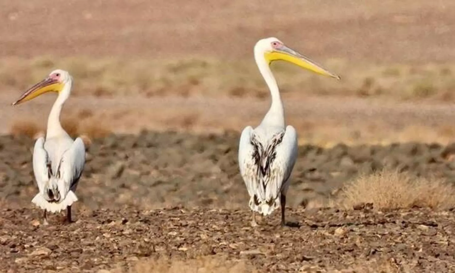 കിങ് സൽമാൻ ബിൻ അബ്ദുൽ അസീസ് റോയൽ റിസർവ് അപൂർവ ദേശാടനപക്ഷികളുടെ സങ്കേതമായി മാറുന്നു