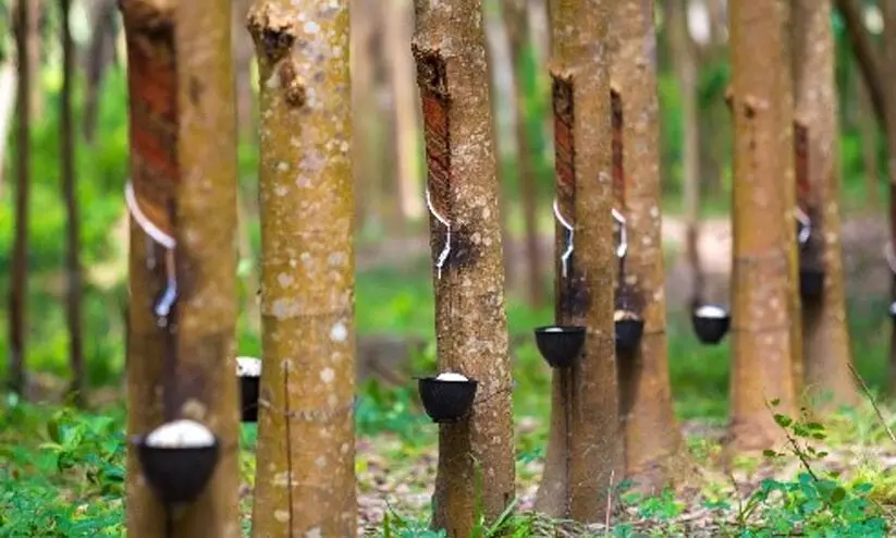 റബർ ബോർഡിനെ ‘നോക്കുകുത്തി’യാക്കി ടയർ കമ്പനികളുടെ തന്നിഷ്ടം റബർ ബോർഡിനെ ‘നോക്കുകുത്തി’യാക്കി ടയർ കമ്പനികളുടെ തന്നിഷ്ടം