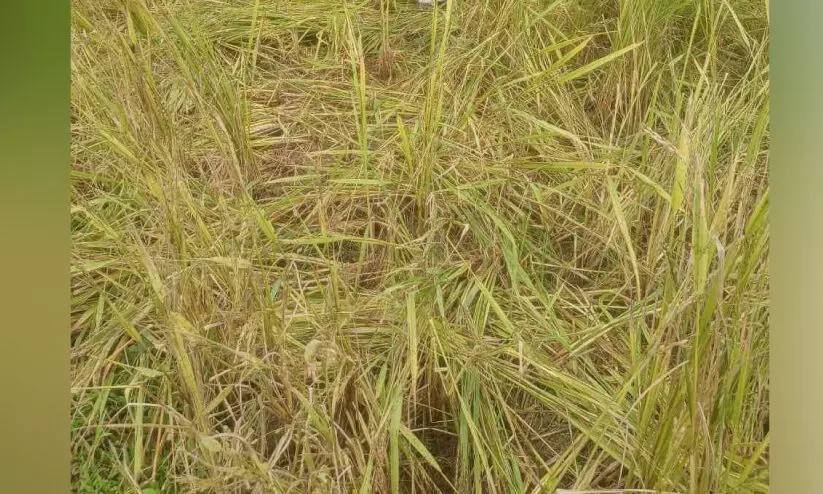 പന്നിക്കൂട്ടം നെൽകൃഷി നശിപ്പിക്കുന്നു