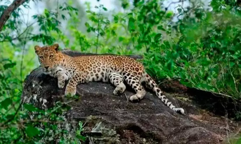 വ​ന്യ​മൃ​ഗശ​ല്യ​ത്തി​ൽ ഉ​റ​ക്കം ന​ഷ്ട​പ്പെ​ട്ട് നാ​ട്