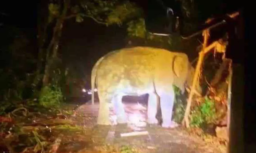 കട്ടക്കലിപ്പിൽ കബാലി; ആനയെ കാടുകയറ്റണമെന്ന ആവശ്യം ശക്തം