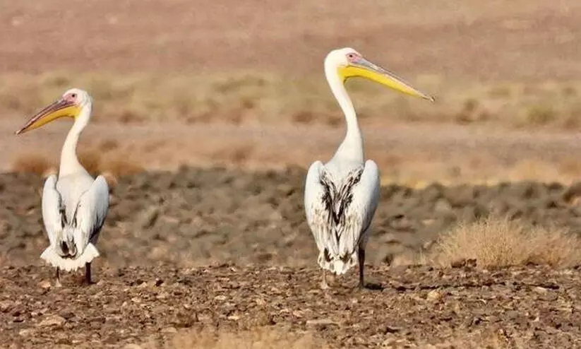 കിങ് സൽമാൻ ബിൻ അബ്ദുൽ അസീസ് റോയൽ റിസർവ് അപൂർവ ദേശാടനപക്ഷികളുടെ സങ്കേതമായി മാറുന്നു കിങ് സൽമാൻ ബിൻ അബ്ദുൽ അസീസ് റോയൽ റിസർവ് അപൂർവ ദേശാടനപക്ഷികളുടെ സങ്കേതമായി മാറുന്നു