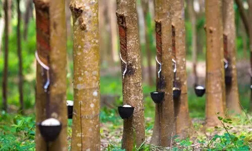 റബർ ബോർഡിനെ ‘നോക്കുകുത്തി’യാക്കി ടയർ കമ്പനികളുടെ തന്നിഷ്ടം