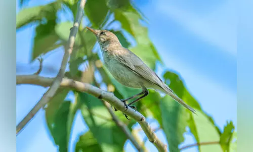 മാവൂരിൽ പറന്നെത്തിയ പുതിയ അതിഥി