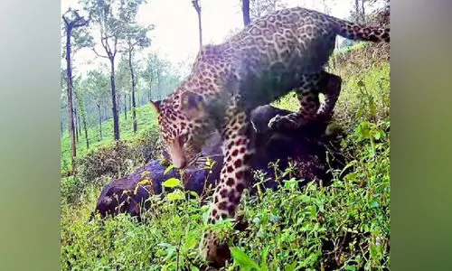 തേയിലത്തോട്ടത്തിൽ പുള്ളിപ്പുലിയെ കണ്ടെന്നു പറഞ്ഞ് വിഡിയോ പ്രചരിക്കുന്നു