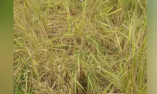 പന്നിക്കൂട്ടം നെൽകൃഷി നശിപ്പിക്കുന്നു