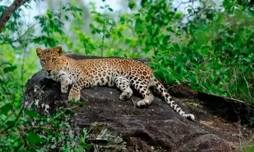 വ​ന്യ​മൃ​ഗശ​ല്യ​ത്തി​ൽ ഉ​റ​ക്കം ന​ഷ്ട​പ്പെ​ട്ട് നാ​ട്