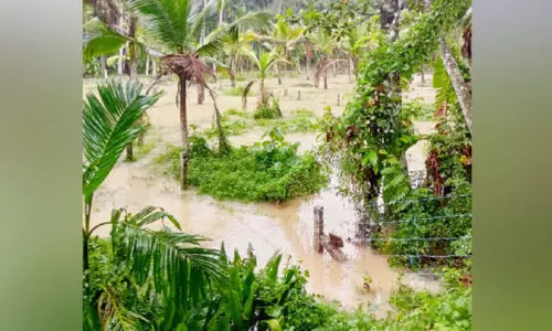 കൊണ്ണിയൂരില്‍ ഏക്കര്‍ കണക്കിന് കൃഷിയിടം വെള്ളത്തിൽ