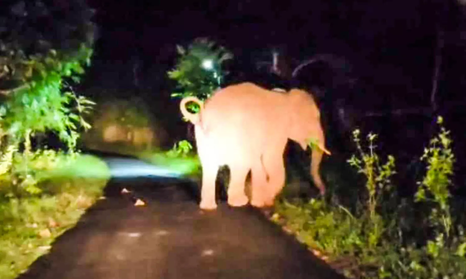 കാട്ടാനപ്പേടിയില്‍ കണ്ണിമംഗലം