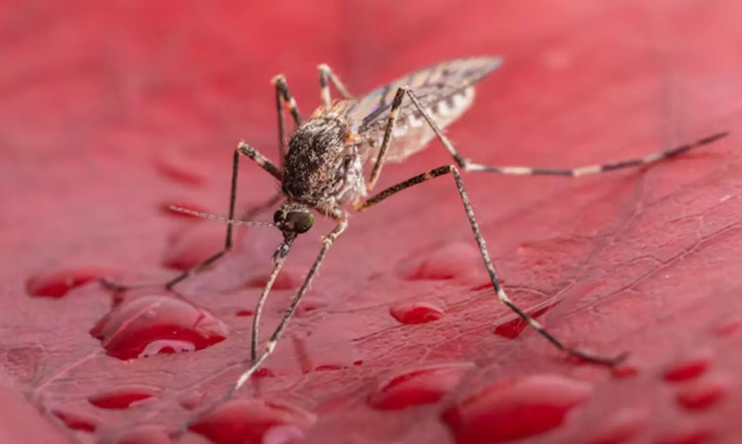 കൊതുകില്ലാ രാജ്യത്ത് ആദ്യമായി കൊതുകിനെ കണ്ടെത്തി