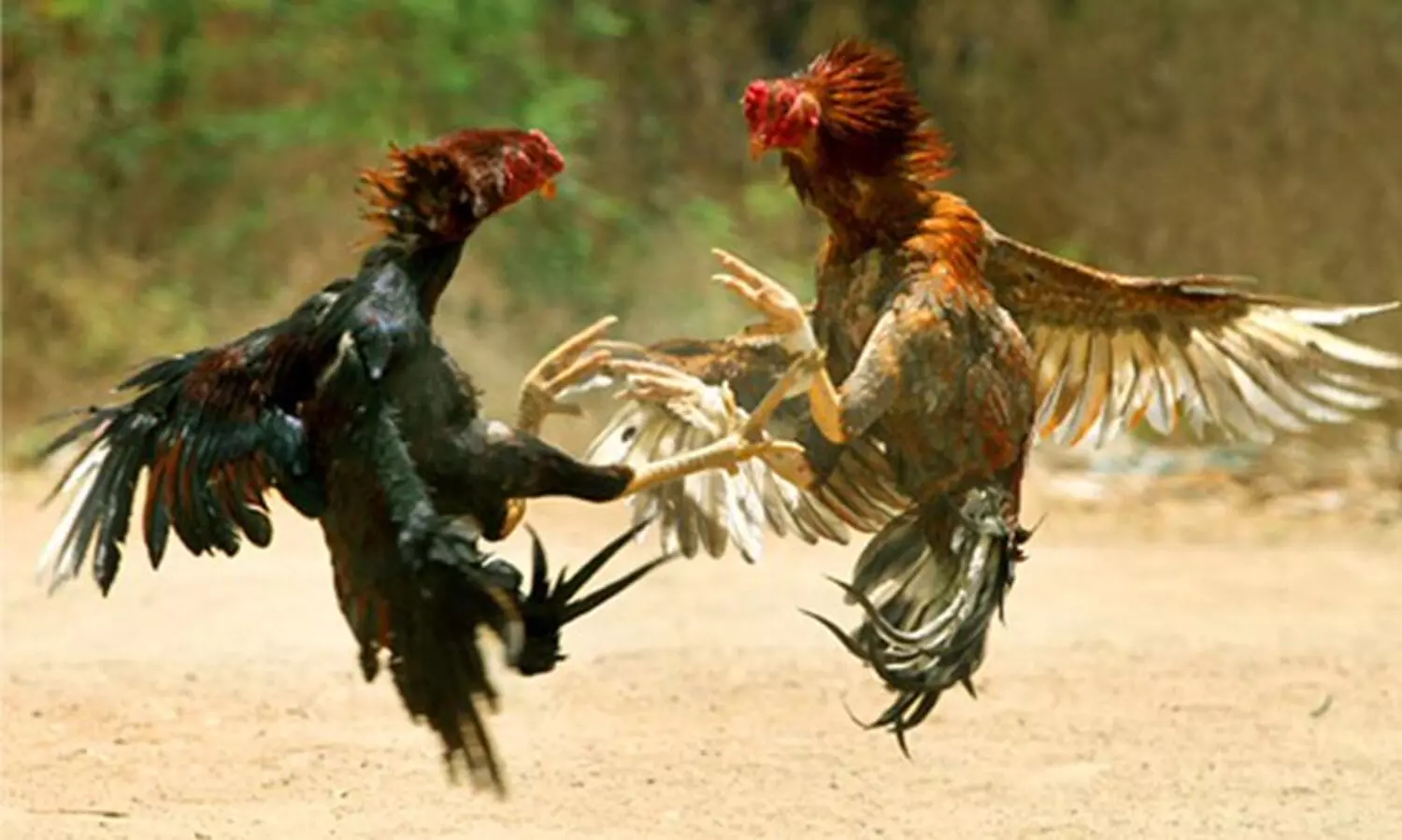 cock fight