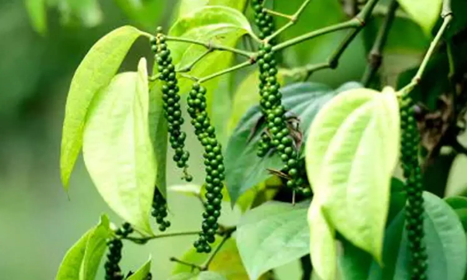 കുരുമുളക് പടർത്തുന്നത് തെങ്ങിലാണോ? എങ്കിൽ ഇക്കാര്യങ്ങൾ നിർബന്ധമായും ശ്രദ്ധിക്കണം...