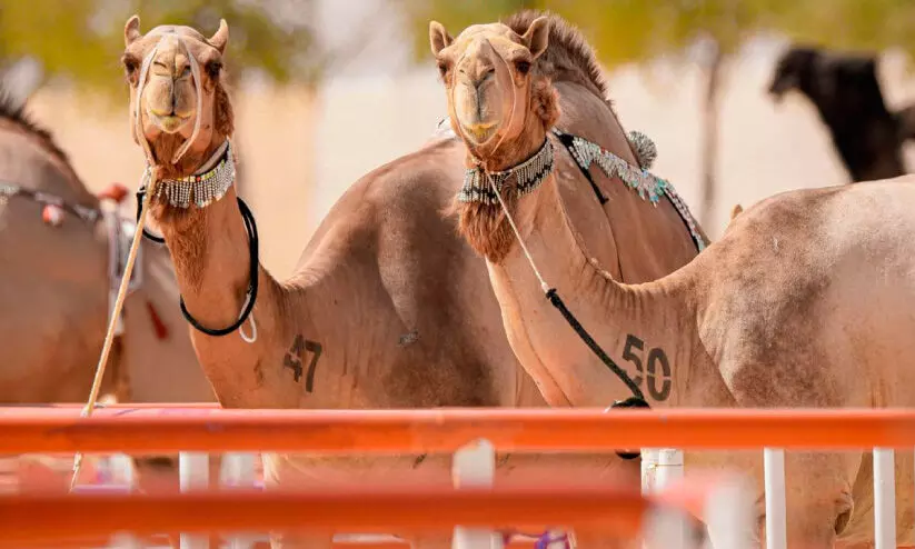 പാരമ്പര്യത്തനിമയുമായി അല് ദഫ്റ ഫെസ്റ്റിവല് 27 മുതല് പാരമ്പര്യത്തനിമയുമായി അല് ദഫ്റ ഫെസ്റ്റിവല് 27 മുതല്