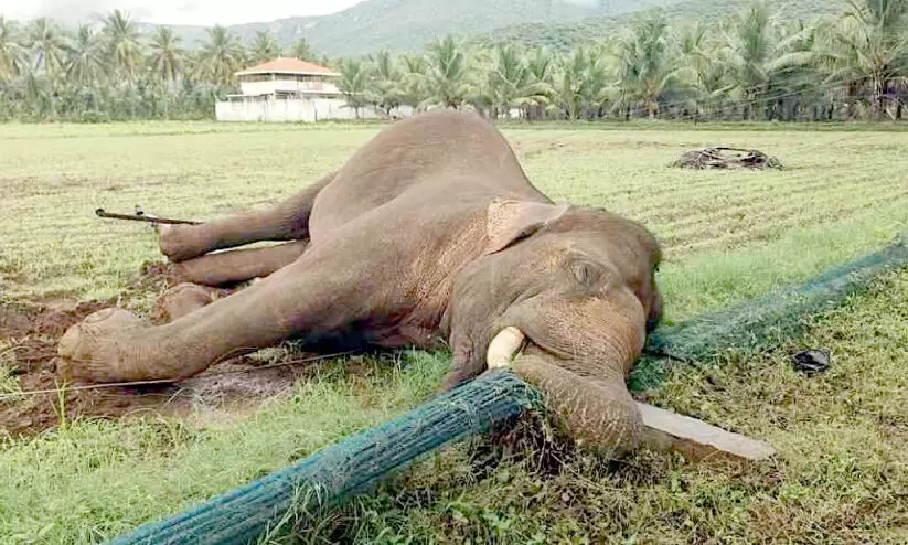 തകർന്ന വൈദ്യുതി തൂണിൽനിന്ന് ഷോക്കേറ്റ് ആന ചെരിഞ്ഞു