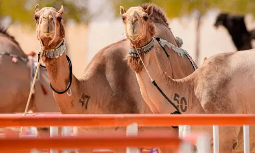 പാ​ര​മ്പ​ര്യ​ത്ത​നി​മ​യു​മാ​യി അ​ല്‍ ദ​ഫ്​​റ ഫെ​സ്റ്റി​വ​ല്‍ 27 മു​ത​ല്‍