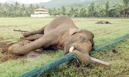 തകർന്ന വൈദ്യുതി തൂണിൽനിന്ന് ഷോക്കേറ്റ് ആന ചെരിഞ്ഞു