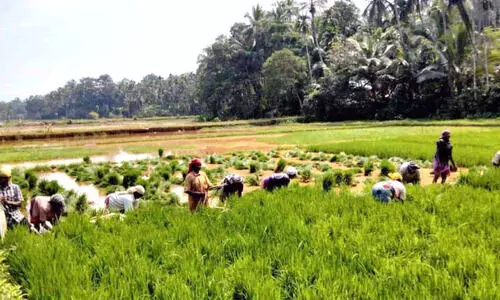 തുലാമാസമായിട്ടും നെല്ലിറക്കാനായില്ല; ആയഞ്ചേരിയിലെ കർഷകർ വലയുന്നു