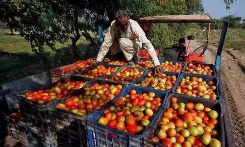 Tomato prices,Inflation,Pakistan economy,Food crisis,Price hike, തക്കാളി, പകിസ്താൻ, അഫ്ഗാനിസ്താൻ