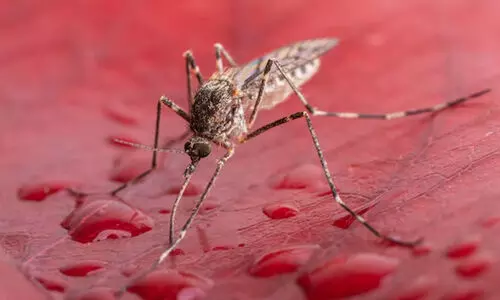 കൊതുകില്ലാ രാജ്യത്ത് ആദ്യമായി കൊതുകിനെ കണ്ടെത്തി