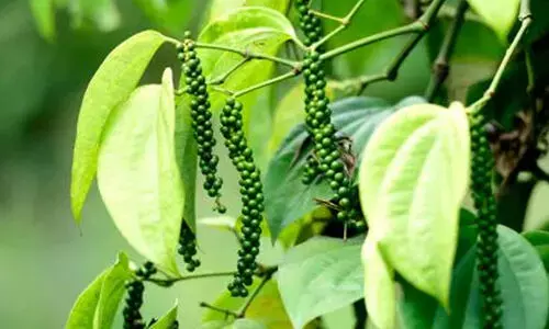 കുരുമുളക് പടർത്തുന്നത് തെങ്ങിലാണോ? എങ്കിൽ ഇക്കാര്യങ്ങൾ നിർബന്ധമായും ശ്രദ്ധിക്കണം...