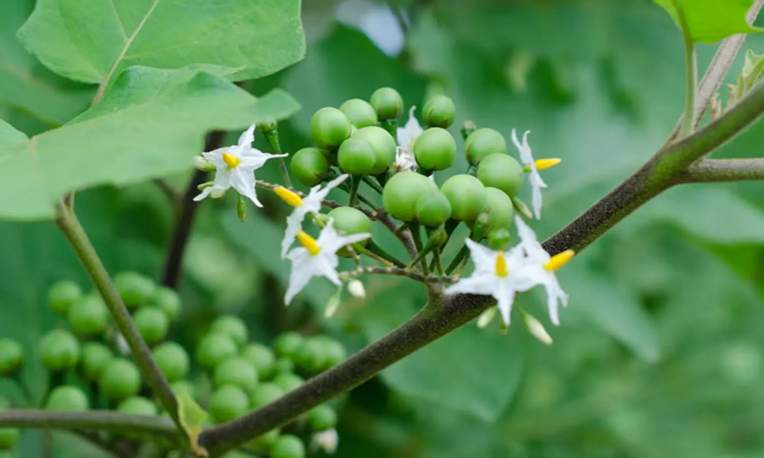 മെഴുക്കുപുരട്ടി മുതൽ കൊണ്ടാട്ടം വരെ ഉണ്ടാക്കാം, ചുമക്കും ഛർദ്ദിക്കും ആശ്വാസം; നിസാരനല്ല ചുണ്ടങ്ങ..