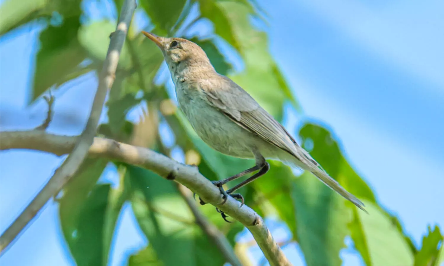404 ാമനായി കോഴിക്കോട് പുതിയ പക്ഷി പറന്നെത്തി