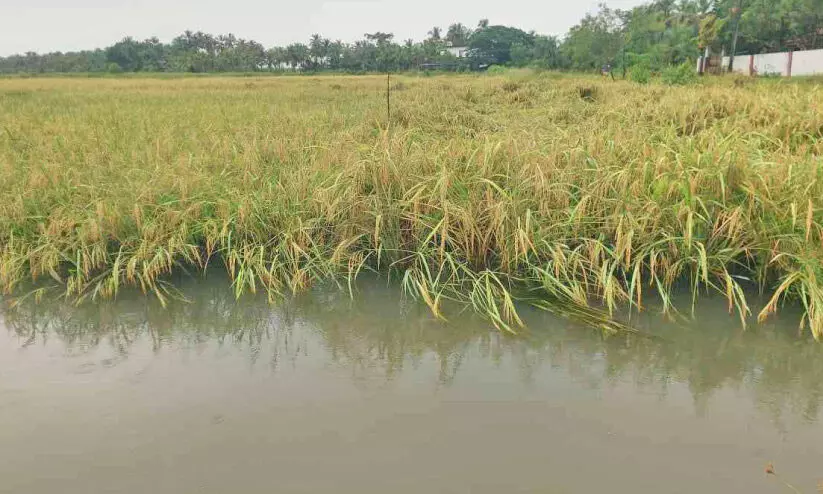 തുലാമഴ; ഏക്കർകണക്കിന് നെൽകൃഷി വെള്ളത്തിൽ