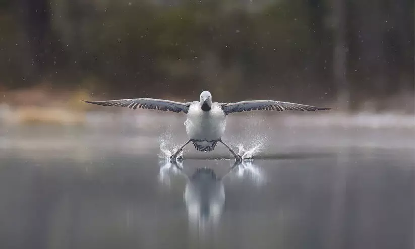 കാണാം 2025ലെ മികച്ച വന്യജീവി കോമഡി ചിത്രങ്ങൾ കാണാം 2025ലെ മികച്ച വന്യജീവി കോമഡി ചിത്രങ്ങൾ