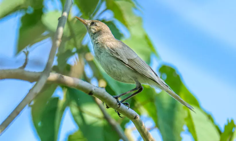 404 ാമനായി കോഴിക്കോട് പുതിയ പക്ഷി പറന്നെത്തി 404 ാമനായി കോഴിക്കോട് പുതിയ പക്ഷി പറന്നെത്തി