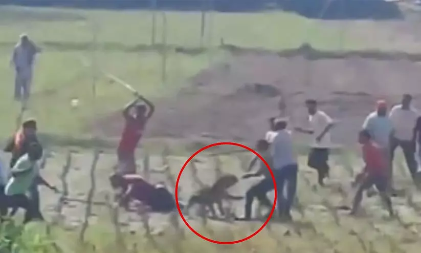 Leopard attack,Himachal Pradesh,Retaliatory incident,Human-wildlife conflict Injuries, ലെപ്പഡ്, പുളളിപ്പുലി,ഹിമാചൽ പ്രദേശ്