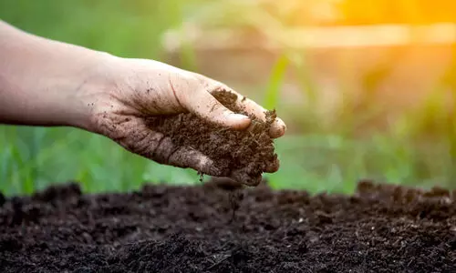 വളം വേണോ? ഇതും വാങ്ങണം വളം വേണോ? ഇതും വാങ്ങണം