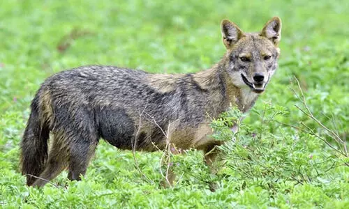 കൊളച്ചേരിയിൽ വീണ്ടും കുറുനരി ആക്രമണം; ഒമ്പത് വയസ്സുകാരിയടക്കം ആറുപേര്‍ക്ക് കടിയേറ്റു