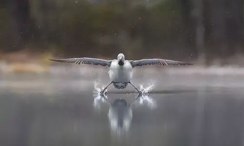 കാണാം 2025ലെ മികച്ച വന്യജീവി കോമഡി ചിത്രങ്ങൾ