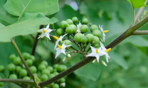 മെഴുക്കുപുരട്ടി മുതൽ കൊണ്ടാട്ടം വരെ ഉണ്ടാക്കാം, ചുമക്കും ഛർദ്ദിക്കും ആശ്വാസം; നിസാരനല്ല ചുണ്ടങ്ങ..