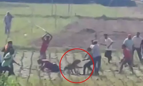 Leopard attack,Himachal Pradesh,Retaliatory incident,Human-wildlife conflict Injuries, ലെപ്പഡ്, പുളളിപ്പുലി,ഹിമാചൽ പ്രദേശ്