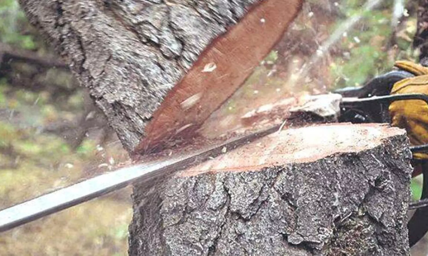 മുട്ടിൽ മരംമുറി: കർഷകരെ ദ്രോഹിക്കില്ല -കെ. രാജൻ